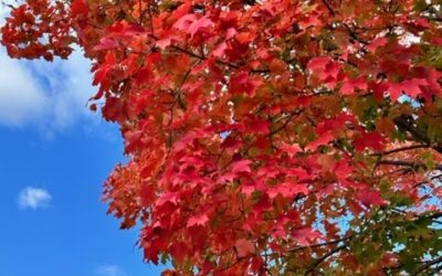 It’s that time of year again: fall foliage & tax strategy